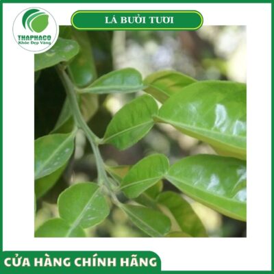Giá bán lá bưởi tươi cao cấp của Thaphaco