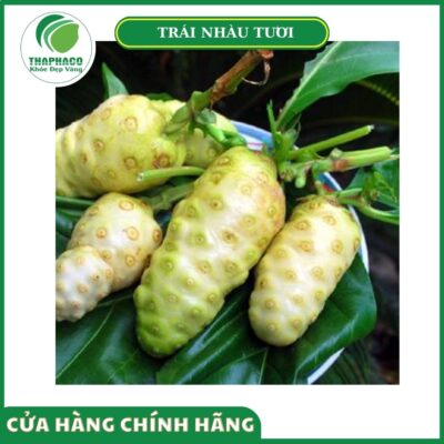 Giá bán trái nhàu tươi cao cấp