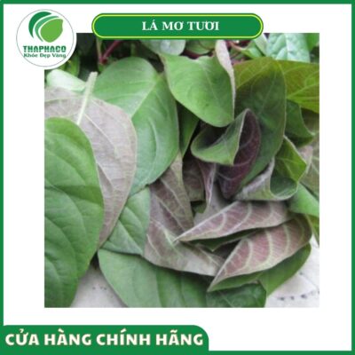 Lợi ích nhận được khi chọn mua lá mơ tươi tại Thaphaco