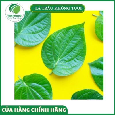 Đối tượng nên sử dụng lá trầu không tươi