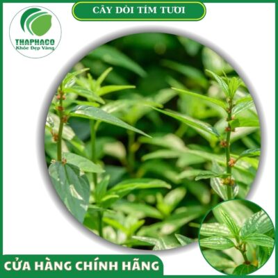 Sản phẩm dòi tím tươi cao cấp Thaphaco