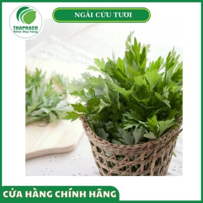 Giá bán ngải cứu tươi cao cấp Thaphaco
