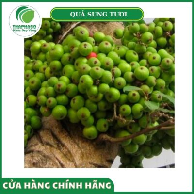 Giá bán của quả sung tươi Thaphaco