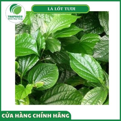 Vì sao nên mua lá lốt tươi cao cấp tại Thaphaco?