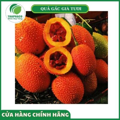 Giá bán quả gấc già tươi cao cấp Thaphaco