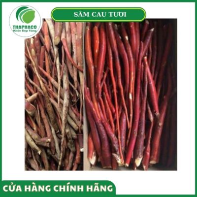 Giá bán sâm cau tươi cao cấp