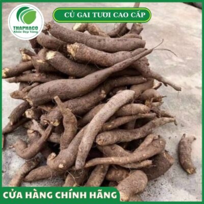 Giá bán củ gai tươi Thaphaco