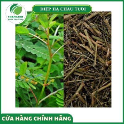 Nguồn gốc và quy trình sản xuất diệp hạ châu tươi của Thaphaco