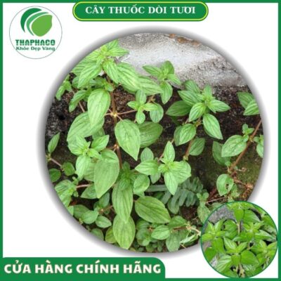 Sản phẩm cây thuốc dòi tươi cao cấp của Thaphaco