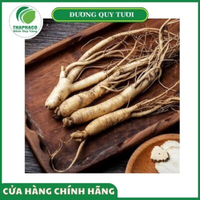 Những lợi ích nhận được khi mua đương quy tươi Thaphaco