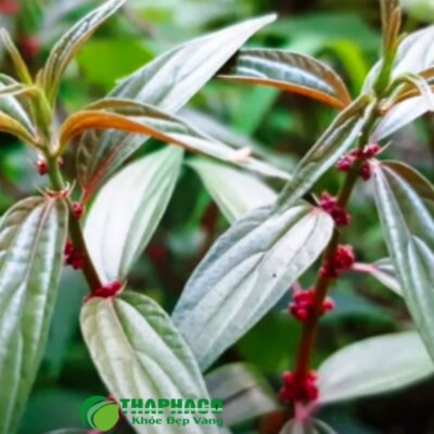 Cây dòi tím tươi cao cấp