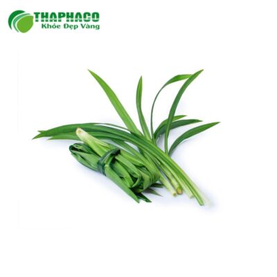 Giá bán lá dứa tươi tại Thảo Dược Tươi Thaphaco
