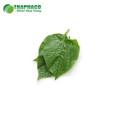 Quy trình sản xuất của lá lốt tươi cao cấp Thaphaco