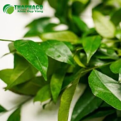 Nguồn gốc và quy trình sản xuất lá móc mật tươi Thaphaco