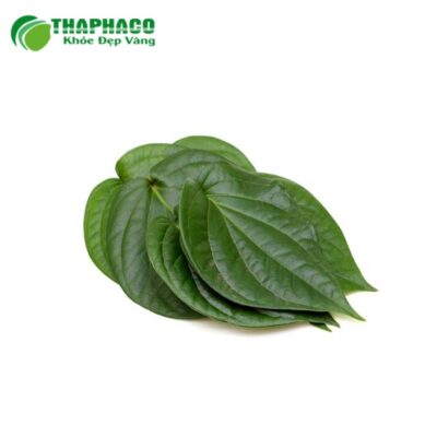 Nguồn gốc và quy trình sản xuất lá trầu không tươi Thaphaco