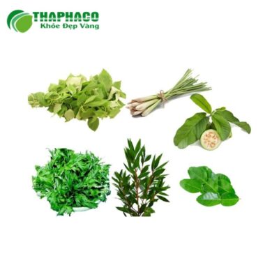 Quy trình sản xuất đạt chuẩn của lá xông cảm tươi Thaphaco