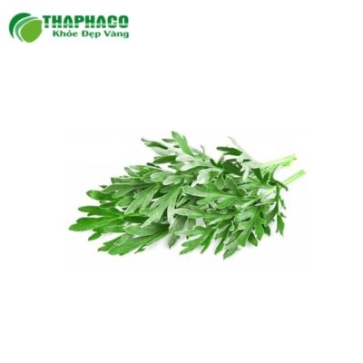 Vùng trồng và quy trình sản xuất ngải cứu tươi Thaphaco