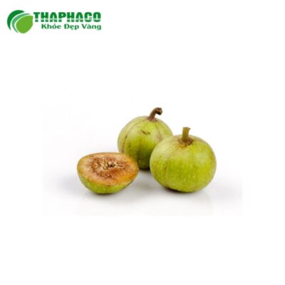 Vùng trồng và quy trình sản xuất quả sung tươi Thaphaco