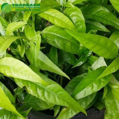 Đặc điểm tự nhiên của cây xương khỉ