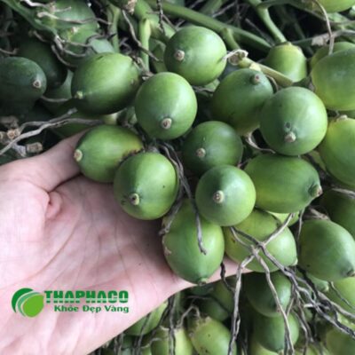 Vùng trồng và quy trình sản xuất quả cau tươi cao cấp