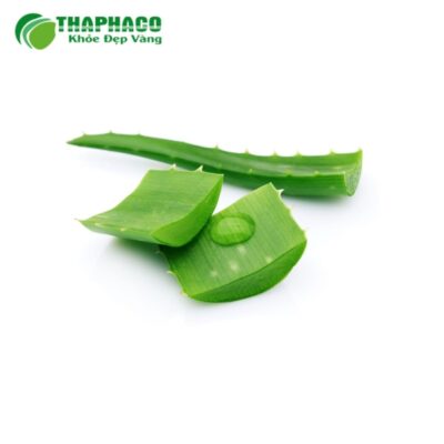 Vùng trồng và quy trình sản xuất nha đam tươi Thaphaco