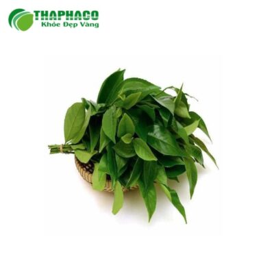 Vùng trồng và quy trình sản xuất lá trà xanh tươi cao cấp