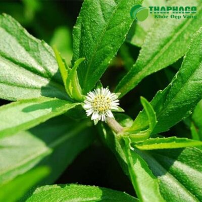 Cam kết về sản phẩm cỏ mực tươi của Thaphaco