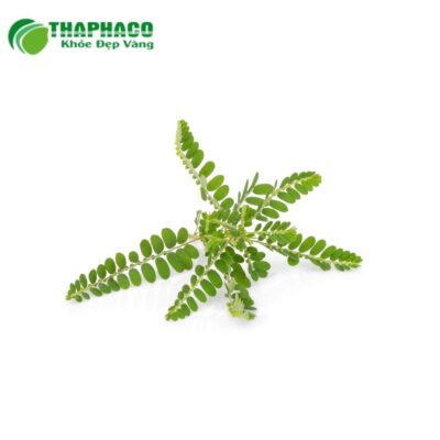 Giá bán diệp hạ châu tươi 