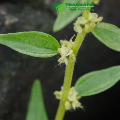 Cây thuốc dòi là gì?