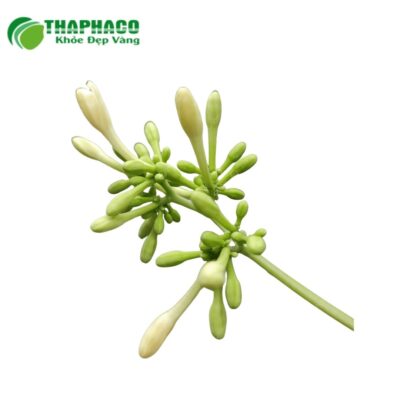 Nguồn gốc và quy trình sản xuất hoa đu đủ đực Thaphaco