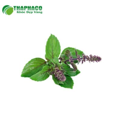 Những ai nên sử dụng hương nhu tươi cao cấp?