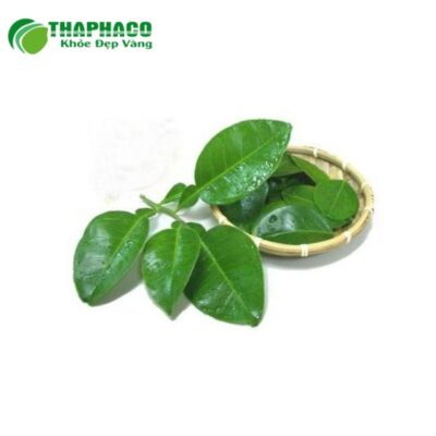 Quy trình thu hái và sơ chế lá bưởi tươi Thaphaco