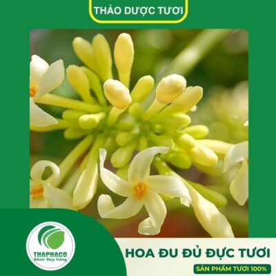 Giới thiệu về hoa đu đủ đực tươi cao cấp của Thaphaco