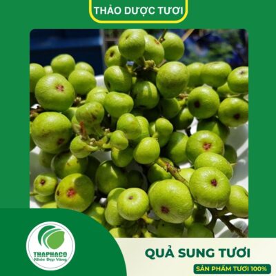 Giới thiệu sản phẩm quả sung tươi cao cấp của THAPHACO