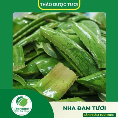 Giới thiệu sản phẩm nha đam tươi cao cấp của Thaphaco