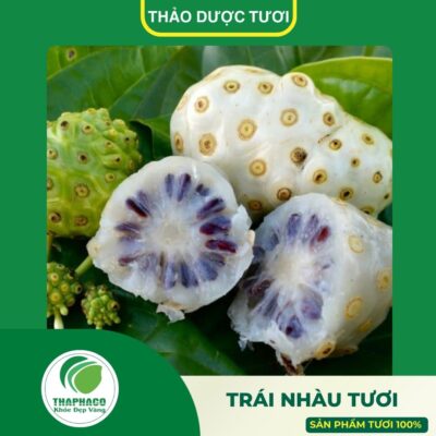 Giới thiệu sản phẩm trái nhàu tươi cao cấp Thaphaco