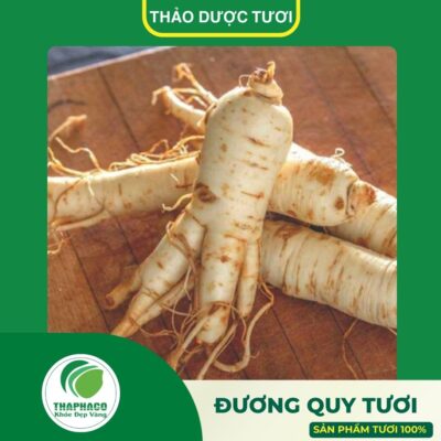Sản phẩm đương quy tươi cao cấp của Thaphaco
