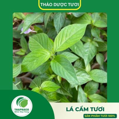 Sản phẩm lá cẩm tươi cao cấp của Thaphaco