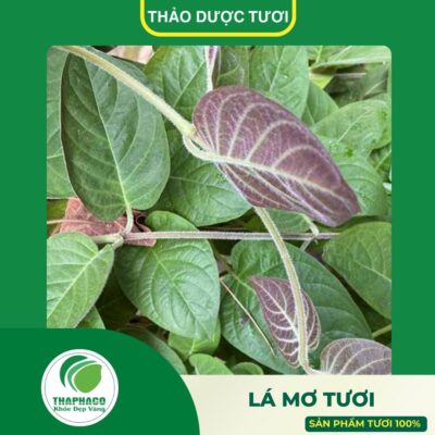 Sản phẩm lá mơ tươi cao cấp của Thảo Dược Tươi Thaphaco