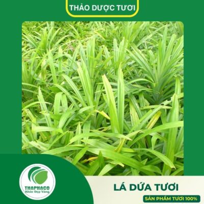 lá dứa tươi cao cấp của Thaphaco