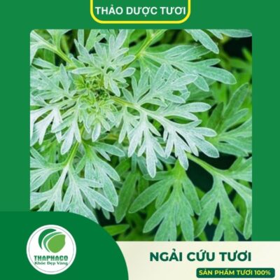 Giới thiệu sản phẩm ngải cứu tươi cao cấp của Thaphaco