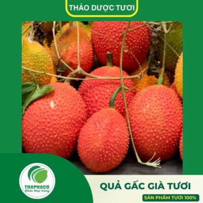 Sản phẩm quả gấc già tươi cao cấp của Thaphaco