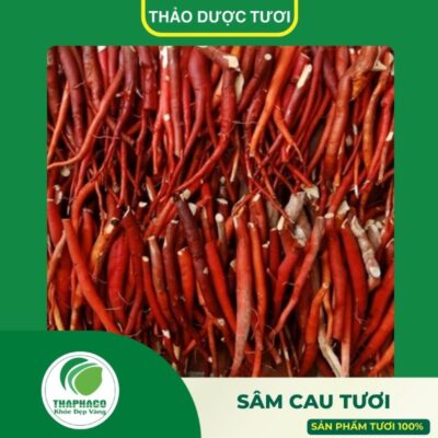 Giới thiệu sản phẩm sâm cau tươi Thảo Dược Tươi Thaphaco