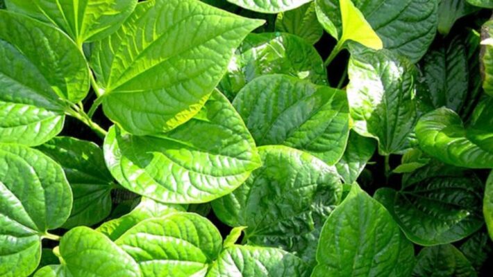 Một số lợi ích của lá lốt đối với cơ thể