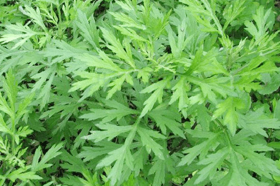 Ngải cứu là gì?