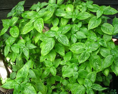 Giá bán lá cẩm nhật tươi cao cấp Thaphaco