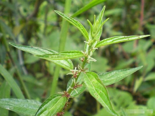 Cây bọ mắm tươi