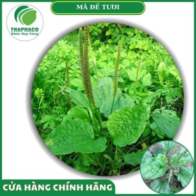 Sản phẩm mã đề tươi Thaphaco