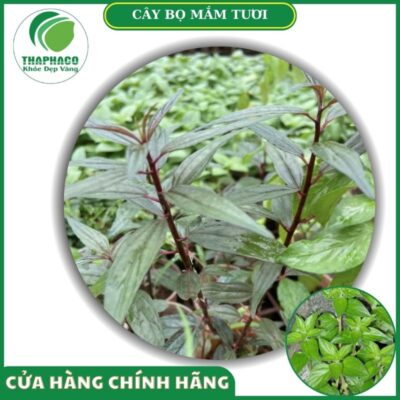 Cây bọ mắm tươi cao cấp