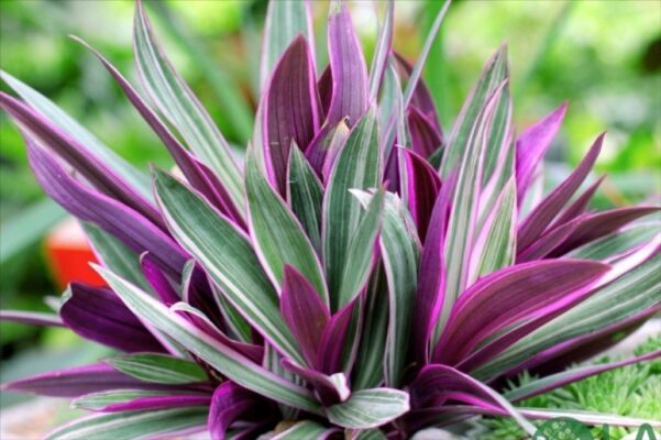 Công dụng của cây lẻ bạn